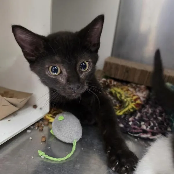 A baby medium-sized female Domestic Short Hair cat named Rose for adoption in Des Moines, IA
