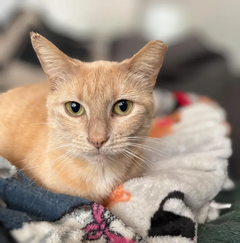 An adult medium-sized female Orange & White Domestic Short Hair cat named Druid for adoption in Pearland, TX