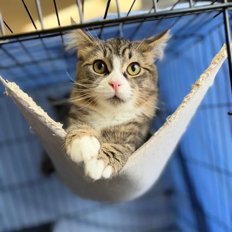 A baby medium-sized male Brown / Chocolate Domestic Short Hair cat named Agate for adoption in Chippewa Falls, WI