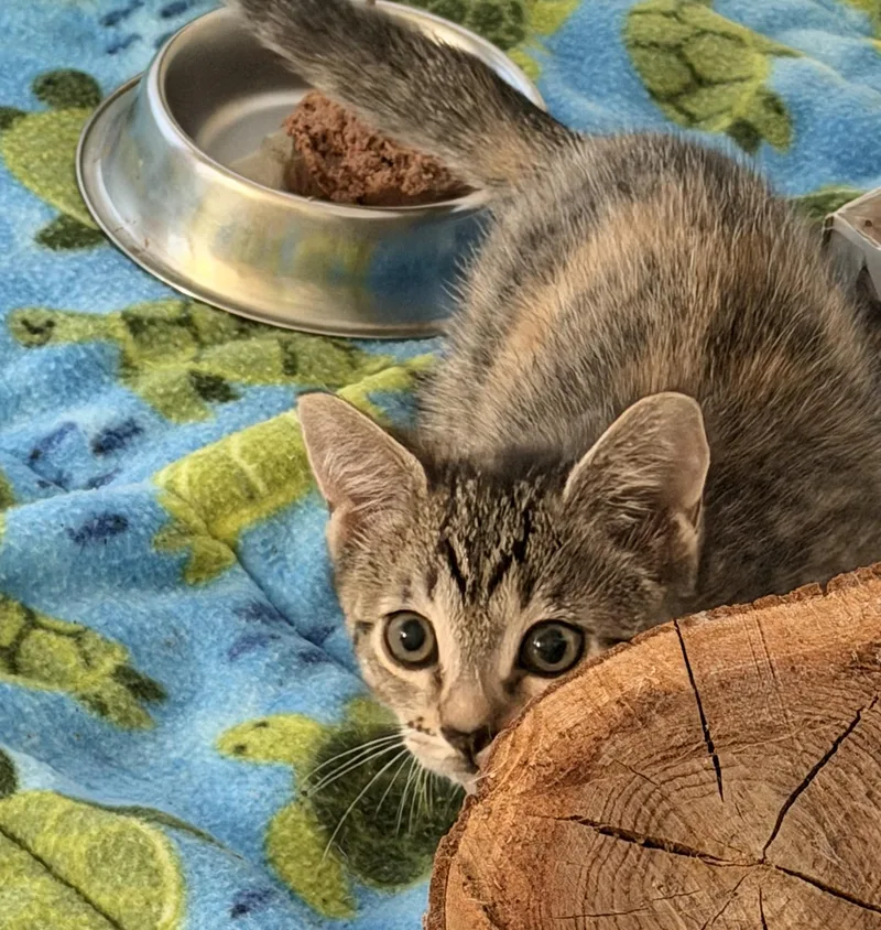 A baby medium-sized female Tabby (Brown / Chocolate) Domestic Short Hair cat named Artemis for adoption in Davis, CA