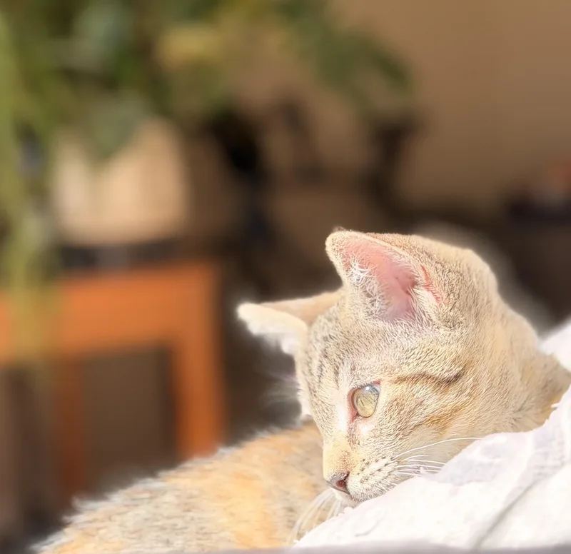Artemis thumbnail 2