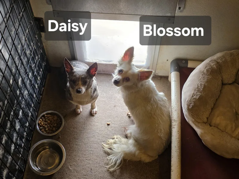 Blossom thumbnail 3