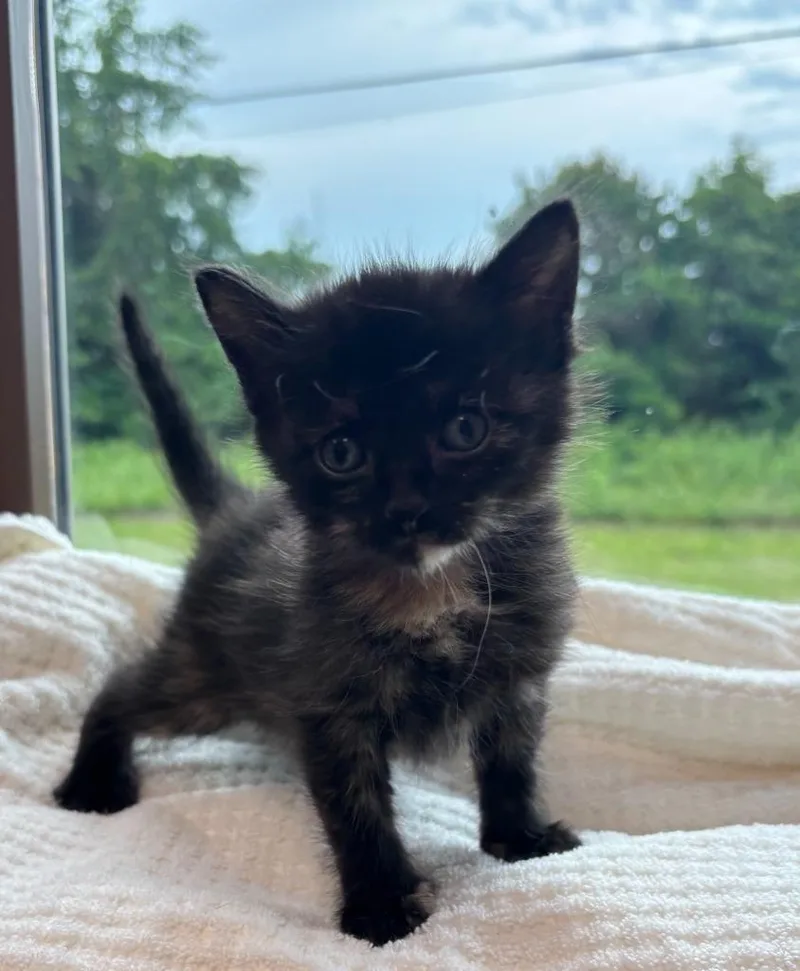 A baby medium-sized female Domestic Short Hair cat named Peach for adoption in Little Rock, AR
