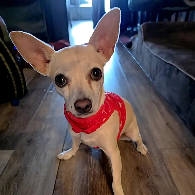 Missy thumbnail 3