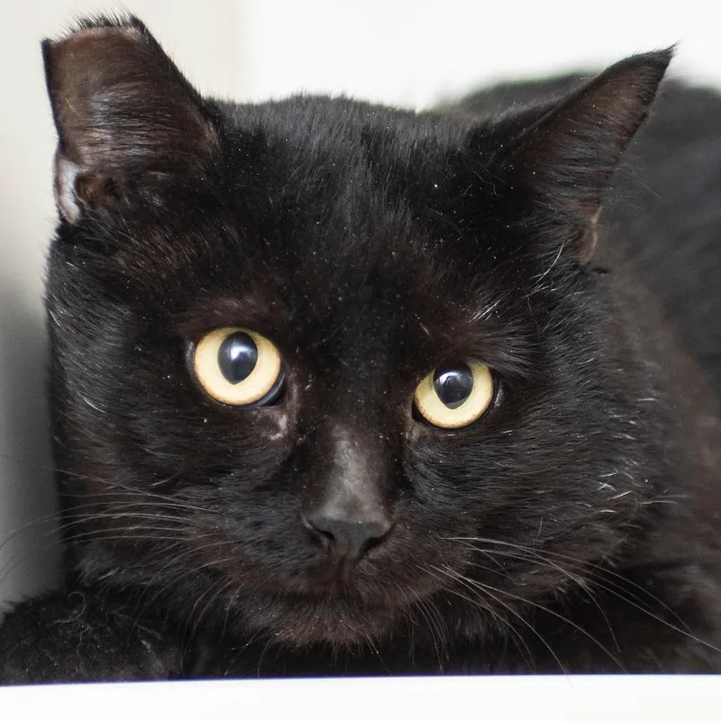 An adult large-sized male Domestic Short Hair cat named Declan for adoption in Middletown, RI