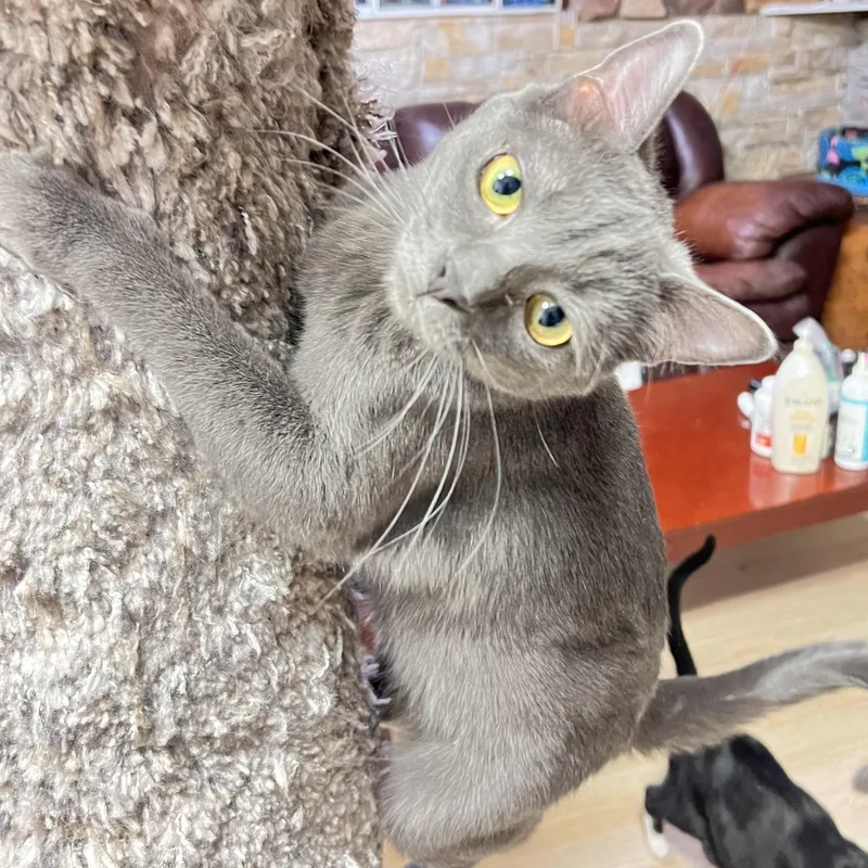 A young medium-sized male Blue Point Domestic Short Hair cat named Gage for adoption in Mesa, AZ