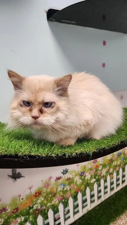 An adult medium-sized male Persian cat named Otis for adoption in East Brookfield, MA