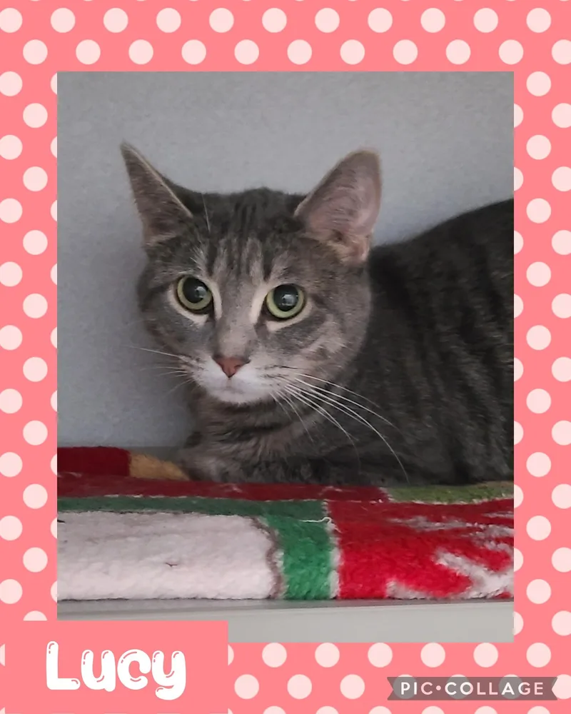 An adult medium-sized female Domestic Short Hair cat named Lucy for adoption in Iron River, MI