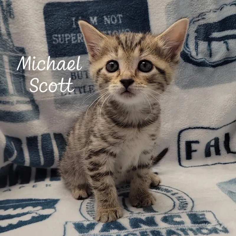 A baby small-sized male Brown / Chocolate Domestic Short Hair cat named Michael Scott for adoption in Parkersburg, WV