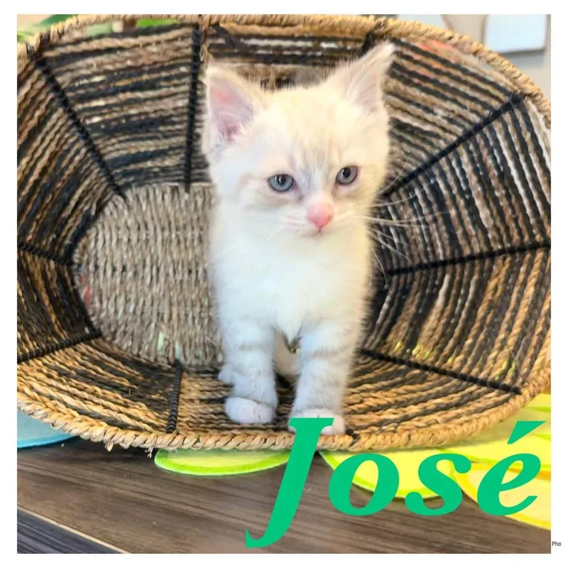 A baby small-sized male Cream Point Domestic Short Hair cat named Jose for adoption in Ashland, KY