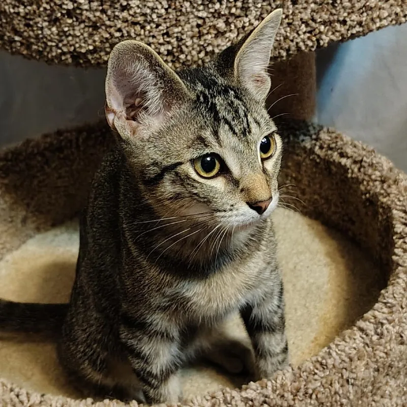 A baby medium-sized male Brown / Chocolate Domestic Short Hair cat named Maui for adoption in Santa Fe, TX