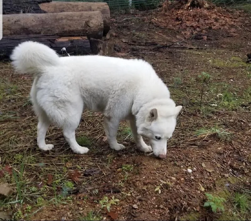 Annabelle thumbnail 6