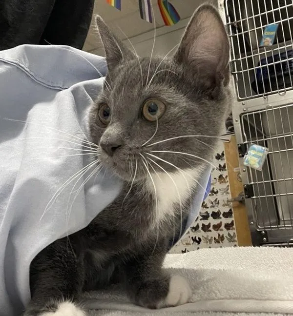 A baby small-sized male Domestic Short Hair cat named Jason Bourne for adoption in Escondido, CA