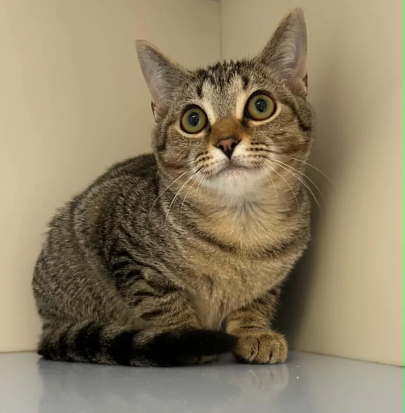 A baby small-sized female Tabby (Buff / Tan / Fawn) Domestic Short Hair cat named Vinny for adoption in Elizabethtown, NY