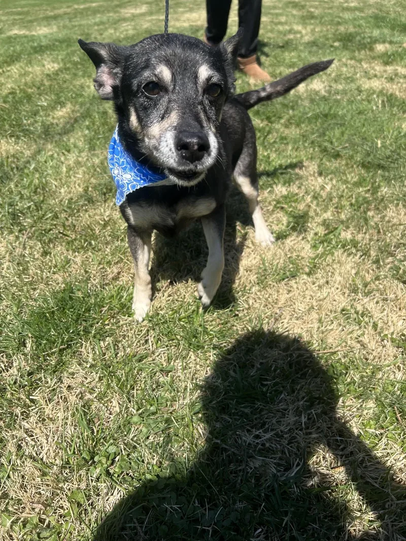 Heidi