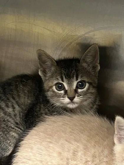 A young medium-sized female Domestic Short Hair cat named Strawberry Tart for adoption in Kansas City, MO