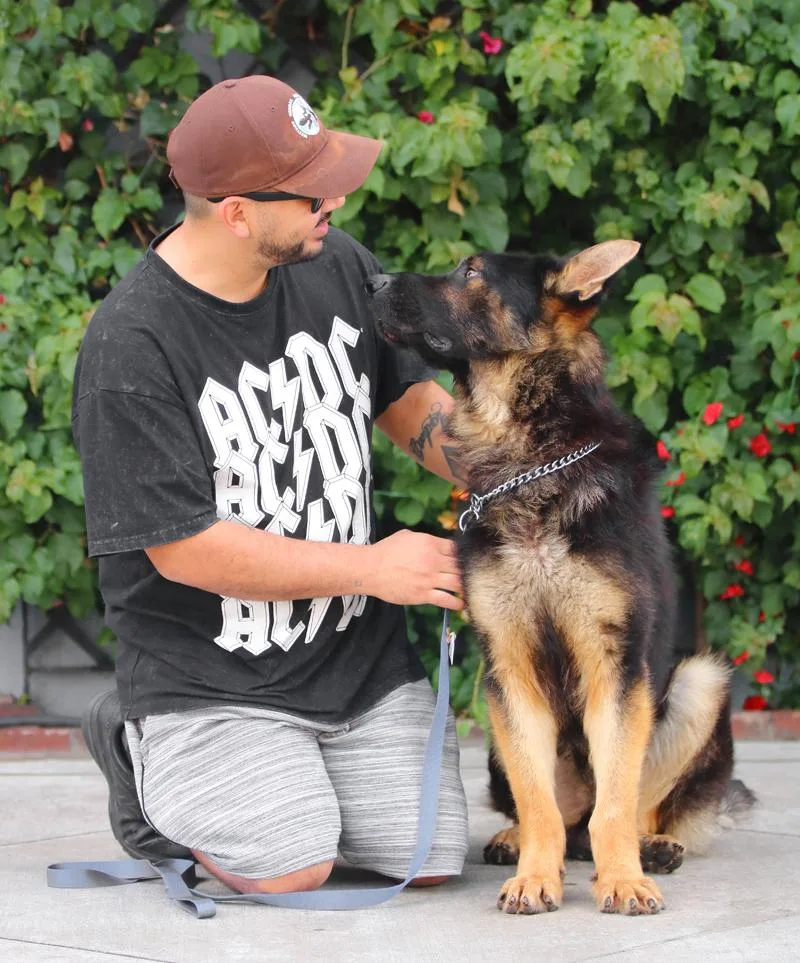 A young large-sized male Bicolor German Shepherd Dog dog named Graham Von Geldern for adoption in Los Angeles, CA