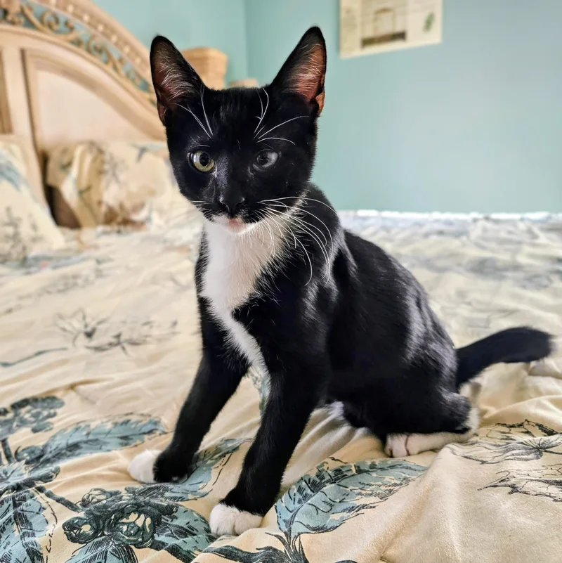 A baby medium-sized male Black & White / Tuxedo Domestic Short Hair cat named Carl for adoption in Sewell, NJ