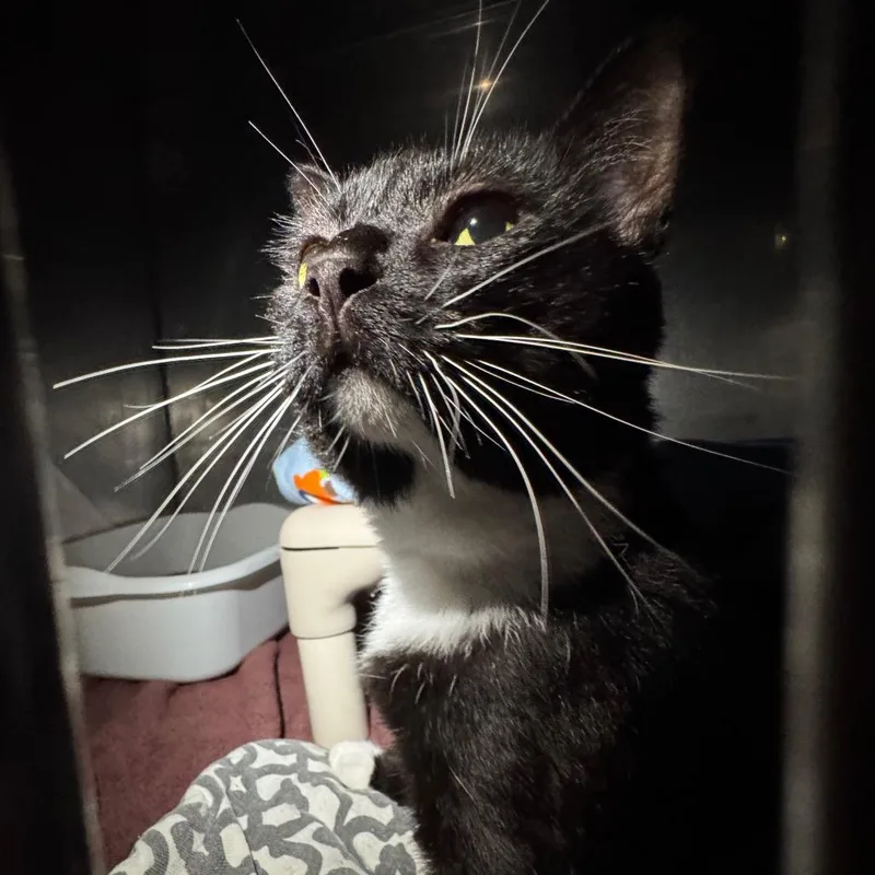 An adult large-sized male Black Domestic Short Hair cat named Bandito for adoption in Edwardsville, IL