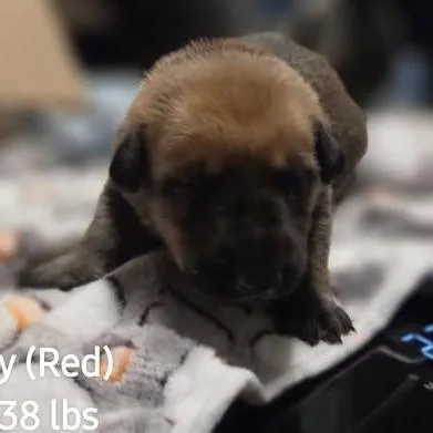 A baby medium-sized male Black German Shepherd Dog named Spencer for adoption in Alma, WI