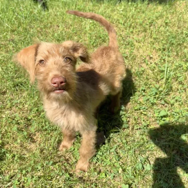 A baby medium-sized female Brown / Chocolate Poodle dog named Kayda for adoption in Chantilly, VA