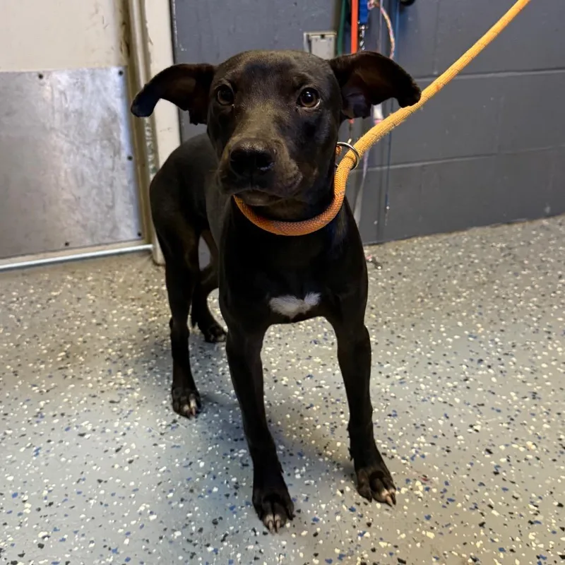 A young small-sized female Black Terrier dog named Lana for adoption in Tuscaloosa, AL