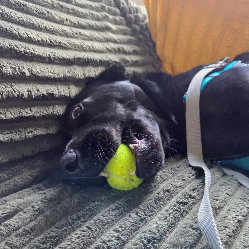 A young large-sized female Black Labrador Retriever dog named Lola for adoption in Petaluma, CA