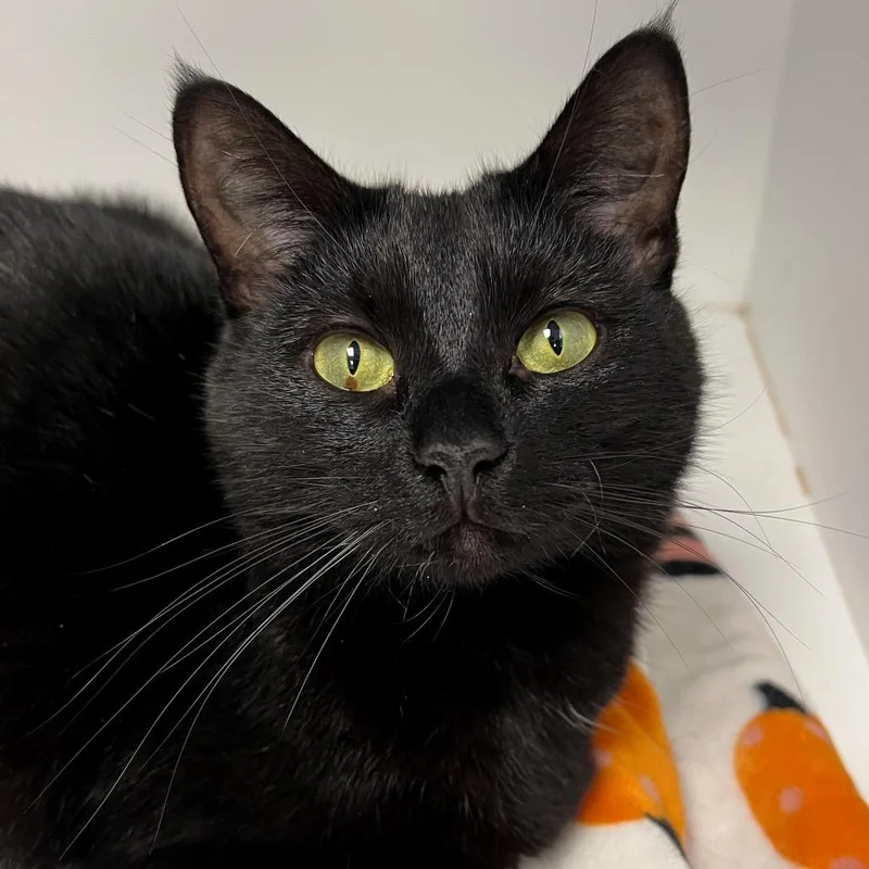 An adult small-sized female Black Domestic Short Hair cat named Tiny Girl for adoption in Arlington Heights, IL