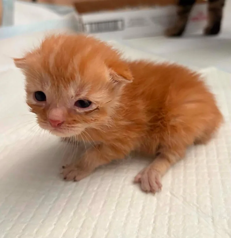 A baby small-sized male Manx cat named Chip for adoption in Newnan, GA