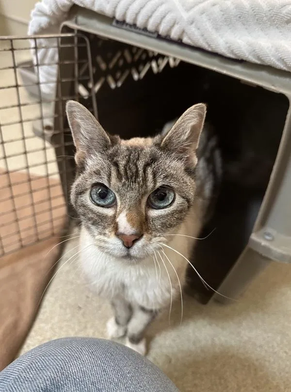 A senior small-sized female Domestic Short Hair cat named Luna for adoption in Santa Rosa, CA