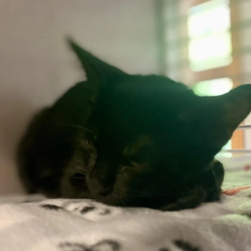 A baby small-sized male Black Domestic Short Hair cat named Rover for adoption in Asheville, NC
