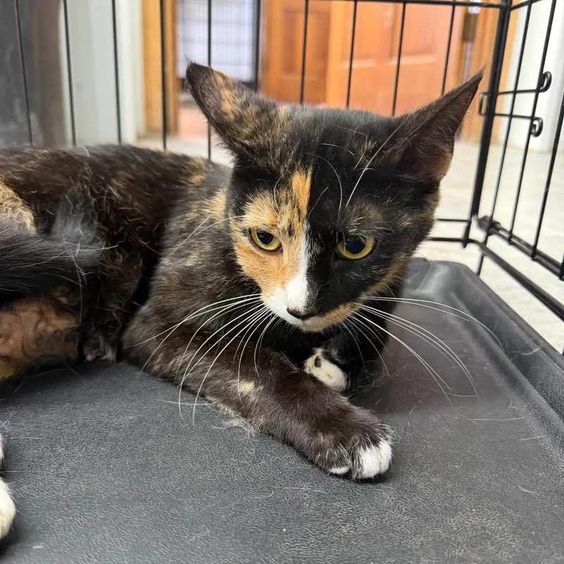 A baby small-sized female Domestic Short Hair cat named Horns for adoption in Corbin, KY