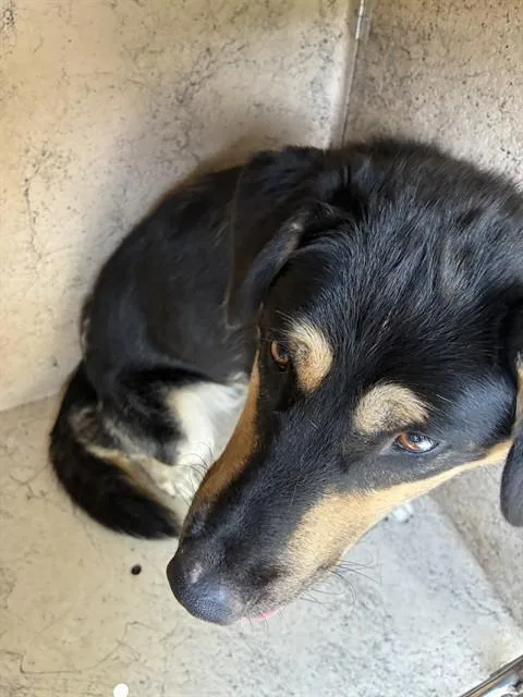 A young medium-sized male German Shepherd Dog dog named Doug for adoption in Oklahoma City, OK