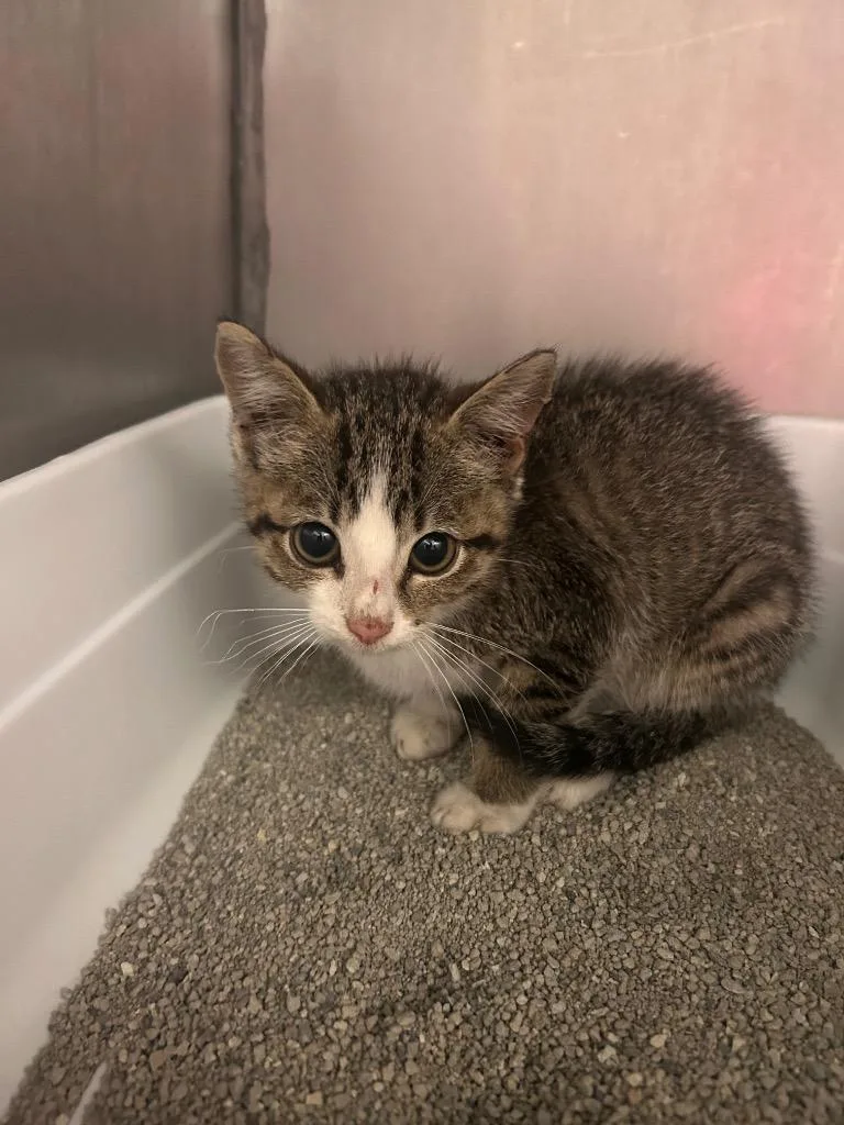 A baby medium-sized female Domestic Short Hair cat named Ms.Bigglesworth for adoption in Morgantown, KY