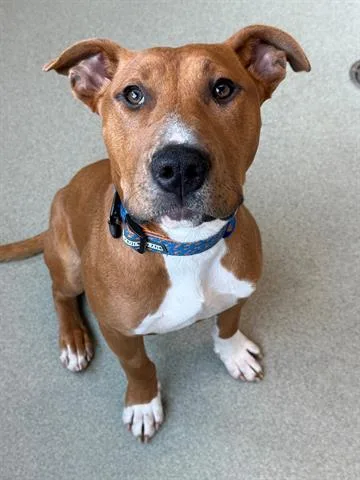 A young large-sized male Pit Bull Terrier dog named Meatloaf for adoption in San Martin, CA