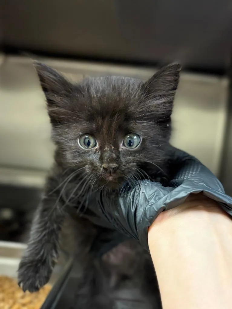 A baby large-sized male Domestic Medium Hair cat named Baloney for adoption in Nacogdoches, TX