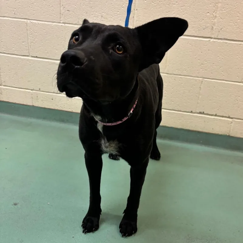An adult medium-sized female Black Mixed Breed dog named Stella B for adoption in Memphis, TN