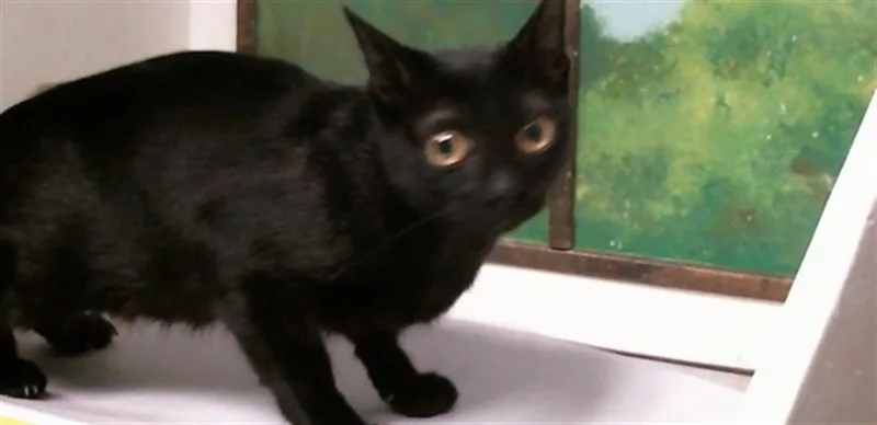 A young medium-sized female Domestic Short Hair cat named Rosy for adoption in Houston, TX