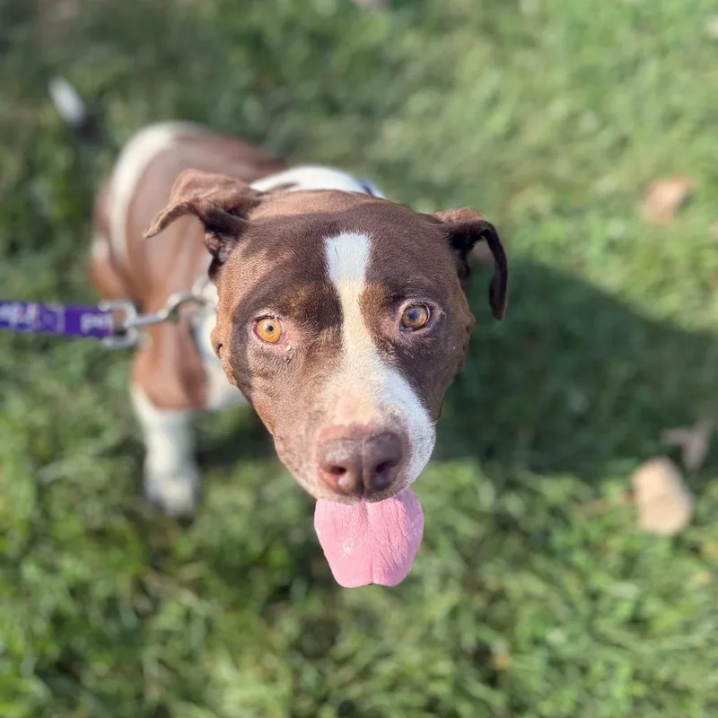 An adult large-sized female Brown / Chocolate American Bulldog dog named Chloe for adoption in East Saint Louis, IL