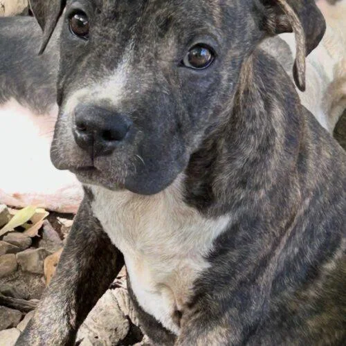 A baby small-sized male Brindle Terrier dog named Cosmo Lonestar for adoption in Rockaway, NJ
