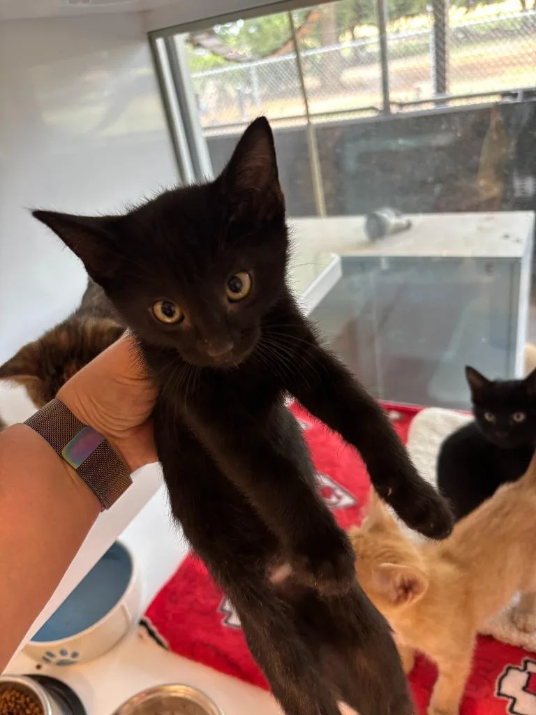A baby medium-sized female Domestic Short Hair cat named Marriot for adoption in Mustang, OK