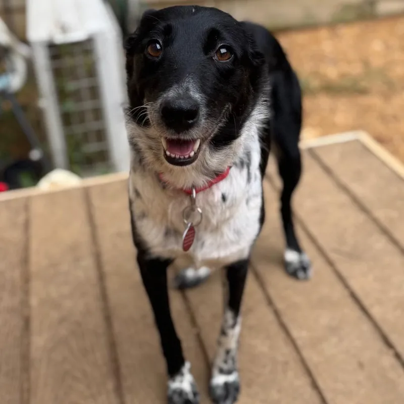 An adult medium-sized female Black Mixed Breed dog named Vennari for adoption in Fredericksburg, VA