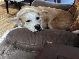A young medium-sized female Labrador Retriever dog named Sandwich for adoption in Brooklyn Center, MN