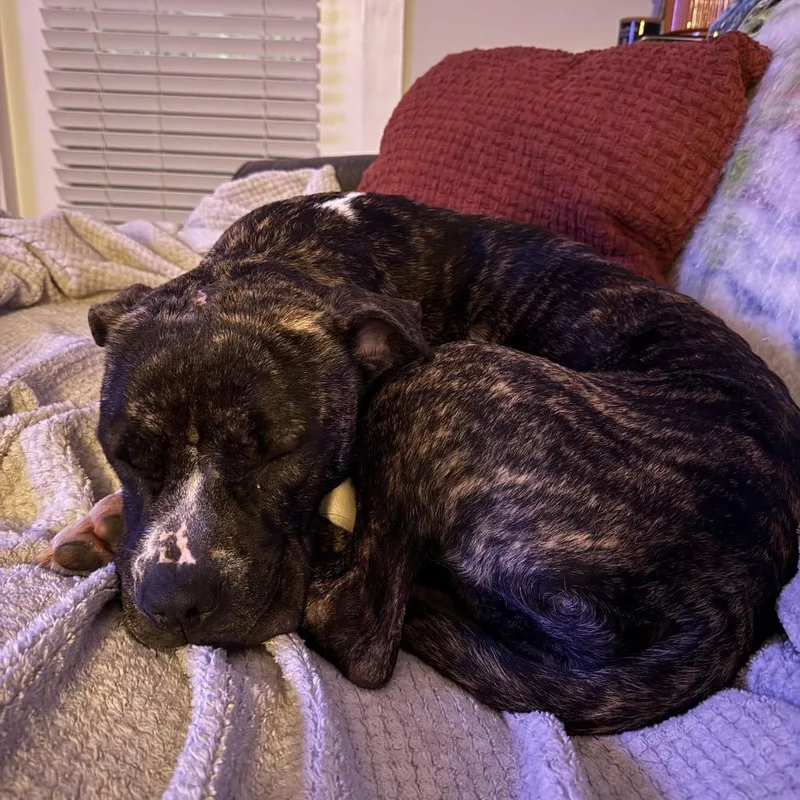 An adult medium-sized female Brindle Mixed Breed dog named Straywynntonroad"cornelia" for adoption in Columbus, GA