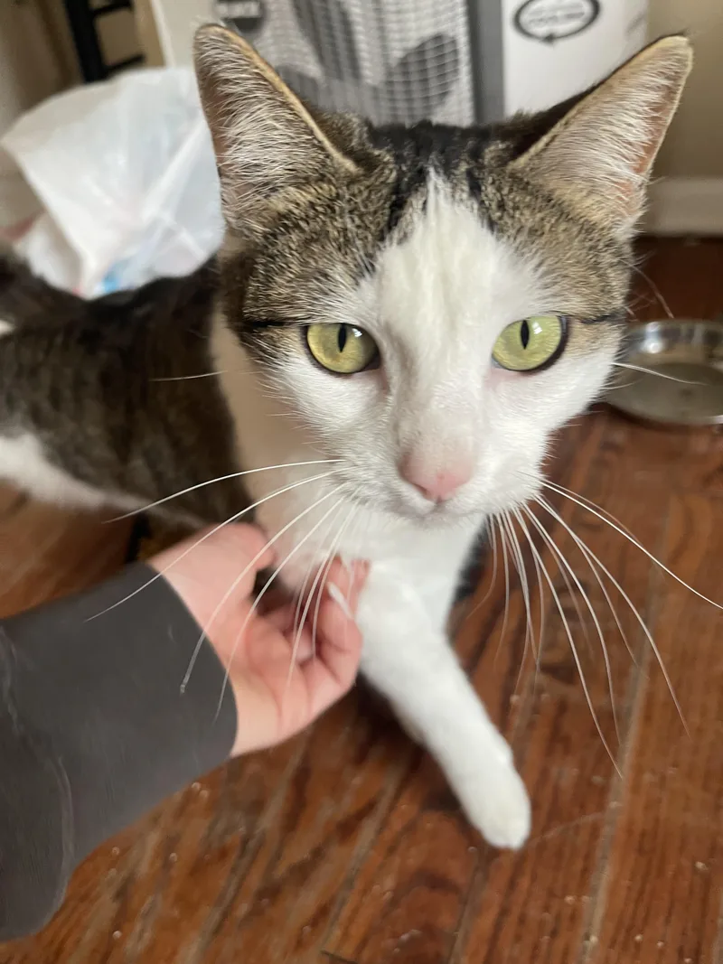 A young medium-sized female Tabby (Gray / Blue / Silver) Domestic Short Hair cat named Bobbi for adoption in Oklahoma City, OK