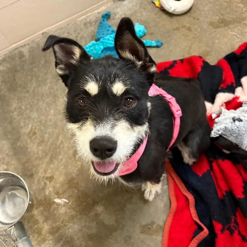 An adult medium-sized female Black Mixed Breed dog named Nyla for adoption in Muncie, IN