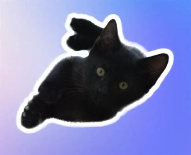A baby small-sized male Domestic Short Hair cat named Donovan for adoption in Sarasota, FL