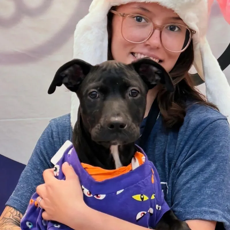 A young small-sized female Black Mixed Breed dog named Mia for adoption in Volcano, HI