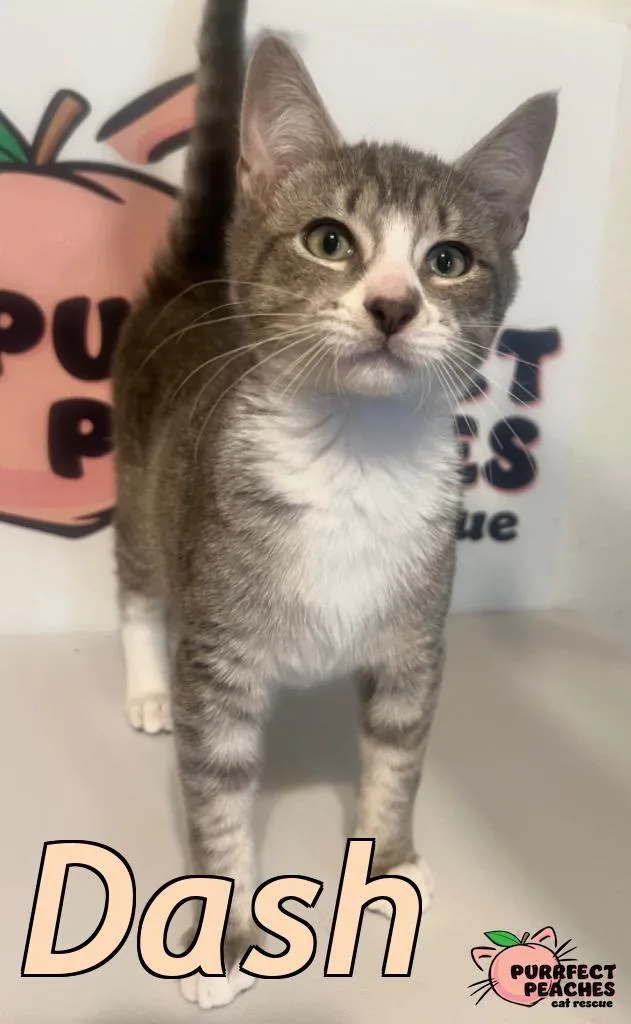 A baby medium-sized male Domestic Short Hair cat named Dash for adoption in Douglasville, GA