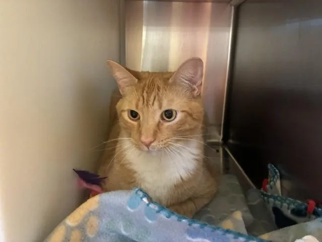 An adult medium-sized male Domestic Short Hair cat named Chester for adoption in Colorado Springs, CO
